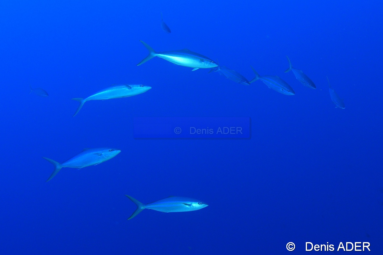 Elagatis bipinnulata rainbow runner-Au large Batuata Island-20m-20180603-Denis-ADER-DSC_3632_tn.jpg